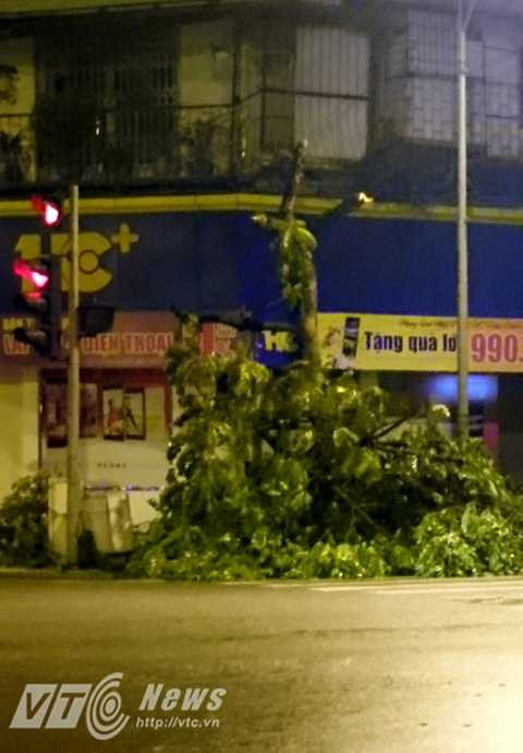 Cây xanh bất ngờ bị bức tử giữa đêm ở Hà Nội