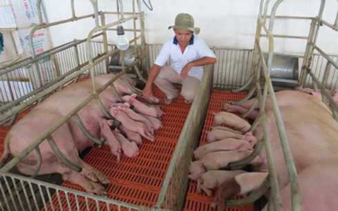 Lãi tiền tỷ từ mô hình cho heo nghe nhạc, ngủ ngày