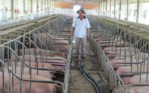 Lãi tiền tỷ từ mô hình cho heo nghe nhạc, ngủ ngày