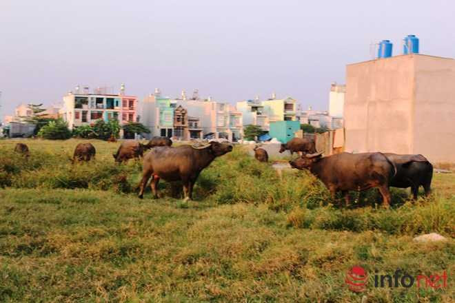 Ở TP.HCM có hàng trăm cánh đồng, bãi đất trống mà người dân tận dụng để nuôi trâu bò