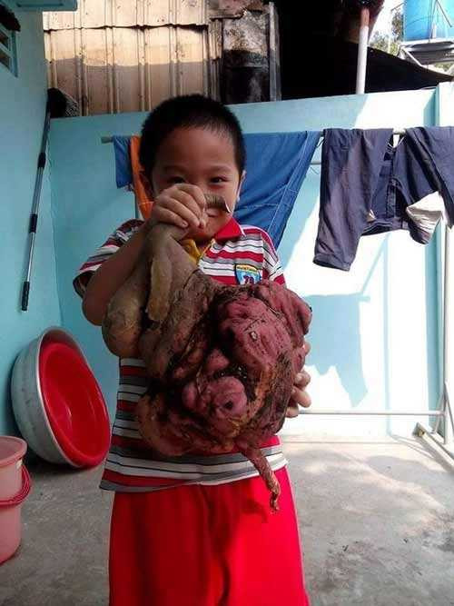 Phát hiện củ khoai lang 'khủng' có hình thù kỳ lạ