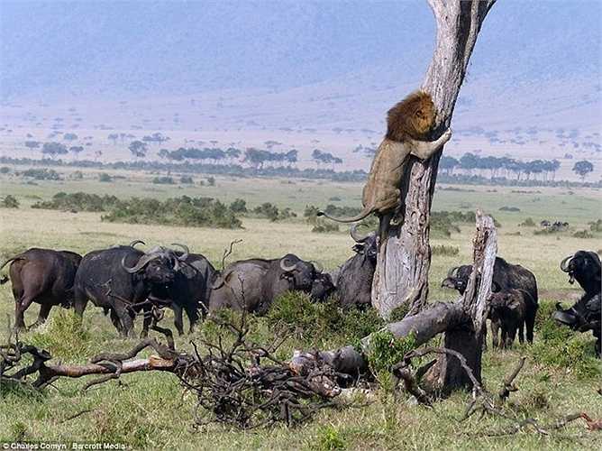 Hình ảnh chụp được ở khu bảo tồn quốc gia Maasai Mara, Kenya cảnh sư tử trèo lên cây tránh đàn trâu rừng ở dưới