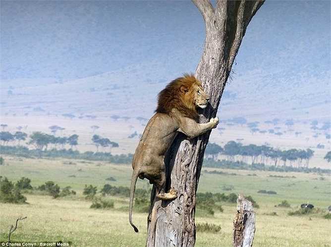 Trâu rừng với sức mạnh và cặp sừng nhọn hoắt sẵn sàng chiến đấu húc thẳng vào sư tử