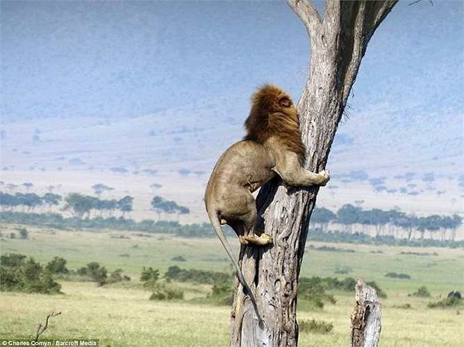 Ông Charles Comyn là tác giả của bức ảnh đã chụp được hình ảnh này khi cùng vợ khám phá khu đồng cỏ