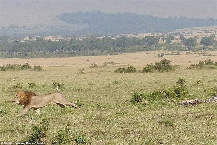 Sau đó, sư tử chạy thẳng vào rừng và biến mất. Đàn trâu vây quanh 1 con non để bảo vệ chúng trước sự ghê gớm của sư tử