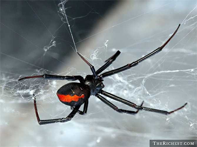 6. Nhện độc. Nhắc tới Australia, nhiều người sẽ nghĩ ngay đến nhện độc và cá mập. Trong khi cá mập có thể tránh được nếu mọi người không ra khơi quá xa thì nhện có ở khắp nơi.Nếu may mắn bạn có thể gặp phải loài nhện vô hại nhưng hãy cẩn thận nếu nhìn thấy loài Golden Orb Weaverm hay nhện lưng đỏ nguy hiểm.