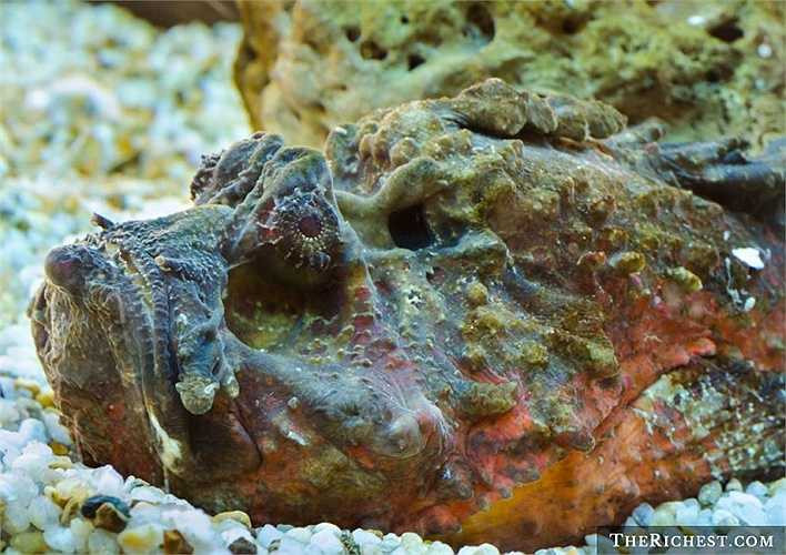 2. Cá mặt quỷ. Đúng như tên gọi, loài cá này rất xấu xí. Và bên cạnh đó, chúng gần như không bao giờ di chuyển mà chỉ nằm ìm. Tuy nhiên, bất kỳ con mồi nào va chạm với nó đều gặp phải kết thúc thảm khốc trong một thời gian ngắn. 