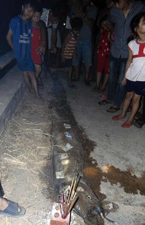 Xác cá hình thù kỳ lạ dài gần 4m dạt bờ biển Hà Tĩnh