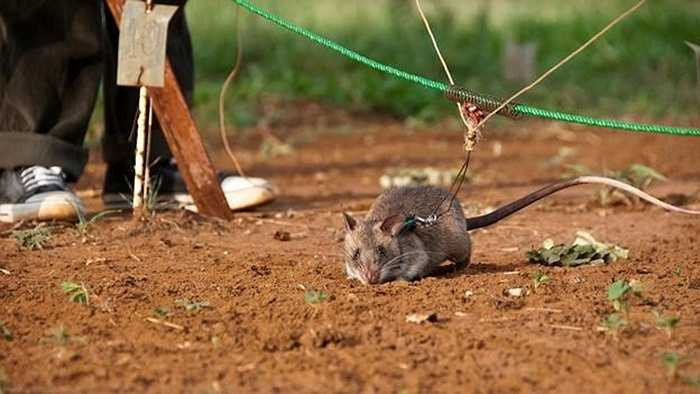 Chuột được buộc vào một sợi dây dẫn lơ lửng giữa 2 bộ xử lý. Sau đó, chúng được tung ra để quét một khu vực được cho là có nguy hiểm, và sẽ đào bới mặt đất khi chúng gửi thấy mùi thuốc nổ. 