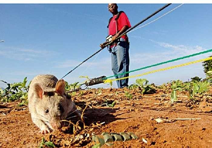  Thực tế hoạt động tại các bãi mìn, chuột túi Gambia rất nhạy bén và làm việc rất trật tự. Hai con chuột túi Gambia, trong vòng một giờ có thể dò hết một bãi mìn có bán kính rộng tới 200m2, trong khi đó, con người phải cần đến hai giờ. 