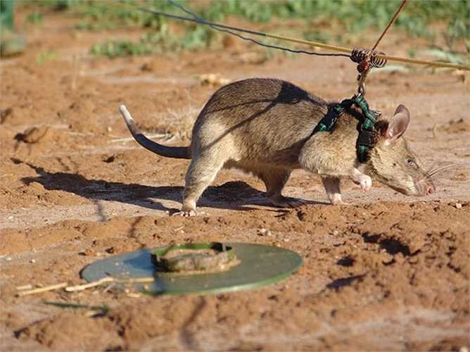 Hơn nữa, trọng lượng của các chú chuột “công binh” này lại nhẹ, chỉ vào khoảng 3-4kg, do đó dưới trọng lượng của chúng, mìn không bị kích nổ. 
