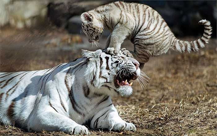 The baby tiger rushed onto the mother tiger's head