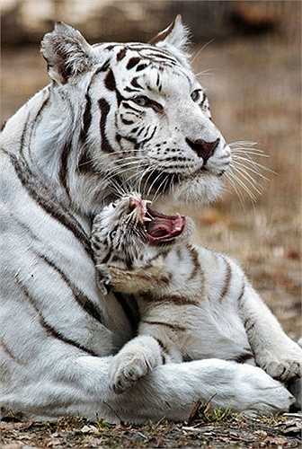 Mother and daughter of a Bengal white tiger