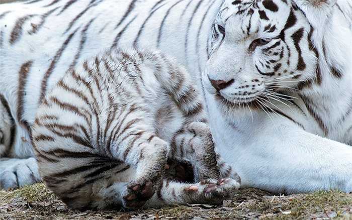 Tiger mother and son currently live at Novosibirsk Zoo, Russia