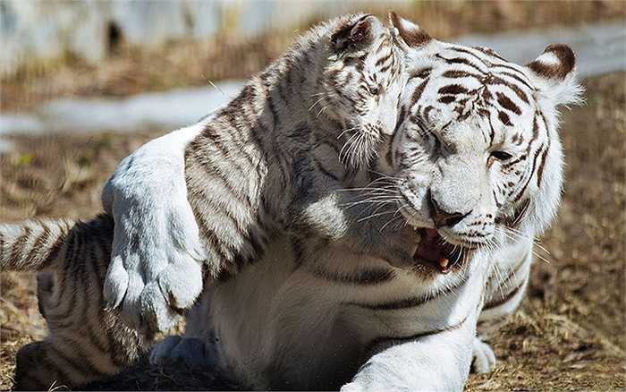 Baby tiger playing with mother tiger