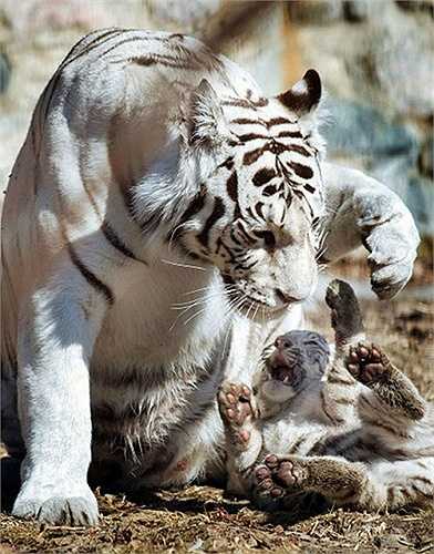 Even though she doesn't seem energetic, the mother tiger still plays with her cubs from time to time