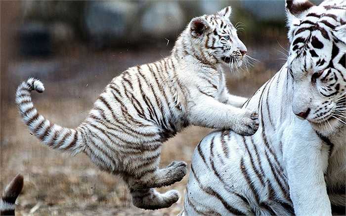 Baby tigers find ways to play with their mother