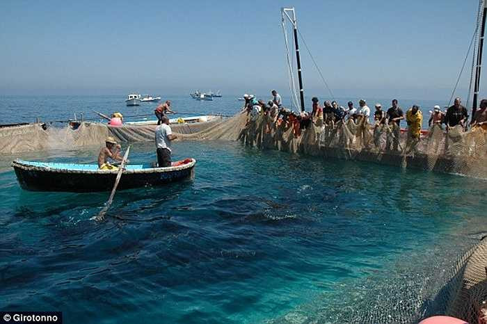 Ngư dân dùng thuyền nhỏ lao vào bầy cá