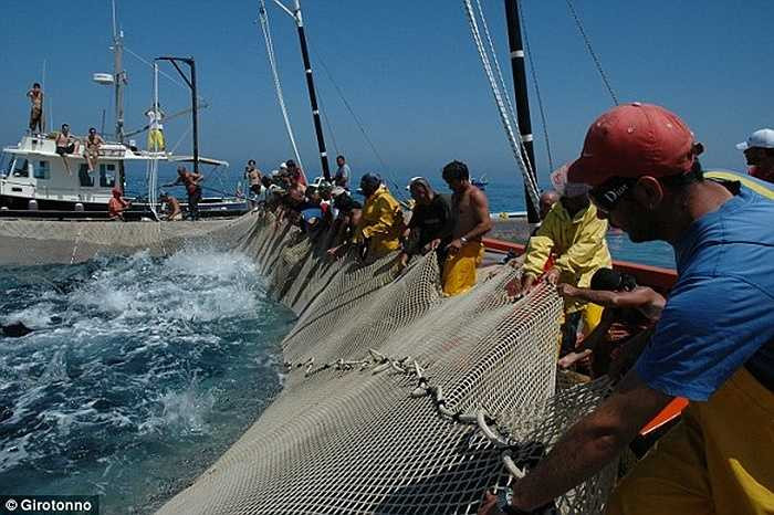 Quá trình đi săn bắt đầu