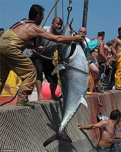 Những con cá ngừ khổng lồ được lôi lên từ biển