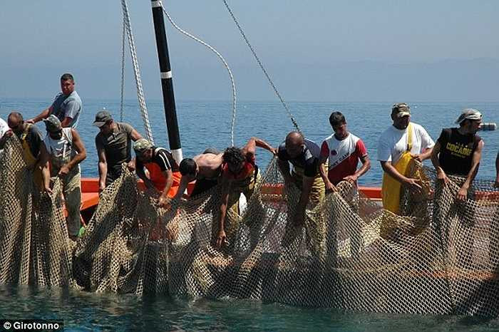 Mảnh lưới rộng hàng trăm m2 được sử dụng làm đồ săn