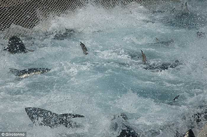 Đàn cá ngừ vùng vẫy trong lưới