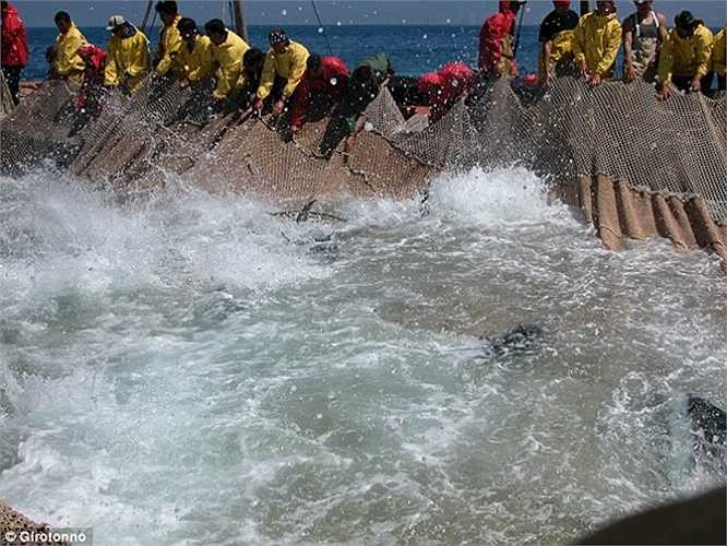 Dùng lưới bao vây đàn cá