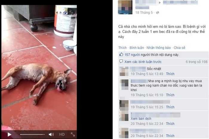 Hình ảnh chú chó bị sốc nhiệt, lên cơn co giật khiến nhiều người xót xa.