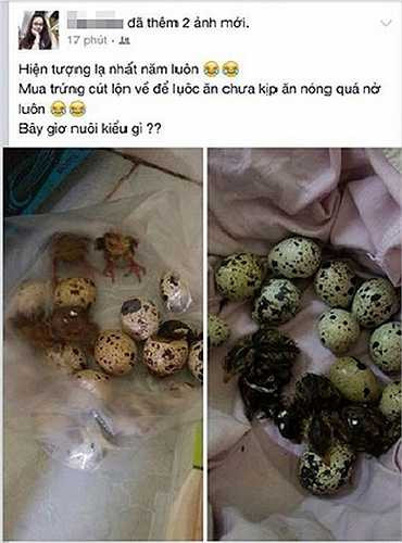 Không cần chim mẹ, không cần lò ấp mà chỉ cần dựa vào nhiệt độ và sức nóng trong phòng, những chú chim cút đã tự phá vỡ vỏ trứng và chui ra ngoài để tránh nóng - Nguồn ảnh: Internet 