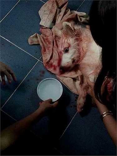 Trên nhiều diễn đàn mạng xôn xao hình ảnh những chú chó Tây đắt tiền bị sốc nhiệt do tiết trời quá nắng nóng, nhiều con nhẹ thì chảy máu cam, nặng thì lên cơn co giật rồi chết - Nguồn ảnh: Internet