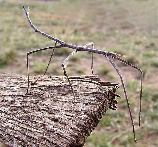 Bọ que khổng lồ - Phasmatodea. Loài bọ này có thể phát triển tới chiều dài khoảng 12 inch với những cái chân cực dài và khả năng ẩn hiện giữa những cành cây. Chúng sẽ khiến mọi người ngỡ ngàng vì tưởng nhầm là một cành cây gãy