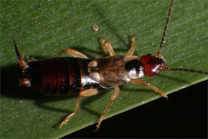 Mối châu Âu. Ngày trước người ta tin rằng loài côn trùng này có thể bò vào tai con người và làm tổ trong đó. Tuy nhiên, cuối cùng, quan niệm này đã bị loại bỏ và nhiều người đã thở phào nhẹ nhõm vì họ từng bị khiếp đảm bởi loài bọ này
