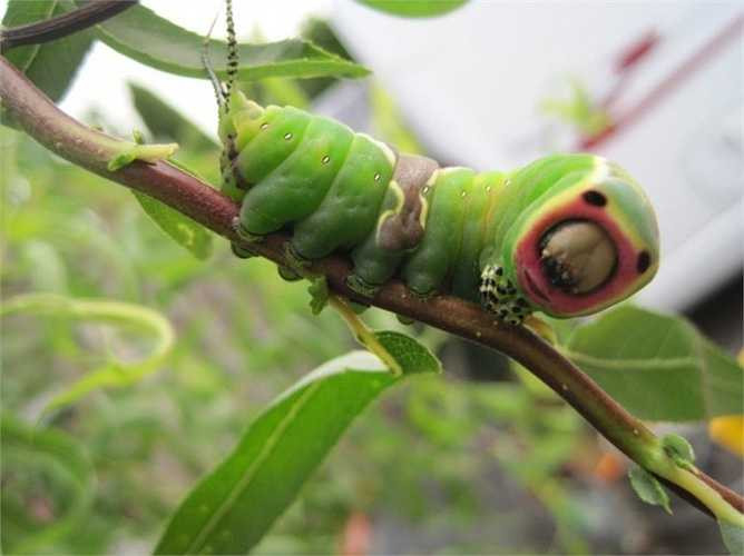 Sâu bướm mặt mèo. Bề ngoài có vẻ ghê gớm nhưng sâu bướm mặt mèo luôn bị đe dọa bởi những loài động vật khác. Chúng có một 'chiêu độc' để phòng thủ đó là phun màn sương axit fomic để ngăn cản con vật săn mồi