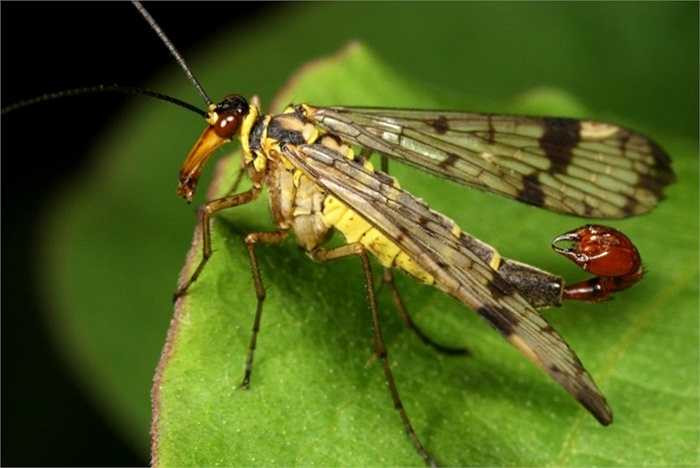 Bọ cánh dài. Thường được gọi với một cái tên khác là ruồi bọ cạp vì bộ phận sinh dục của chúng nhìn thoáng qua rất giống với cái đuôi đầy nọc độc của bọ cạp