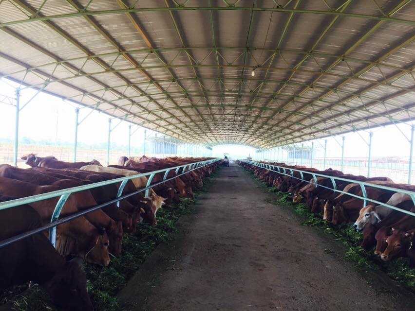 Trang trại bò sữa rộng 1.500ha của bầu Đức tại Attapeu, Lào