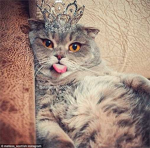 Những chú mèo được trang điểm bằng đồ trang sức đắt tiền