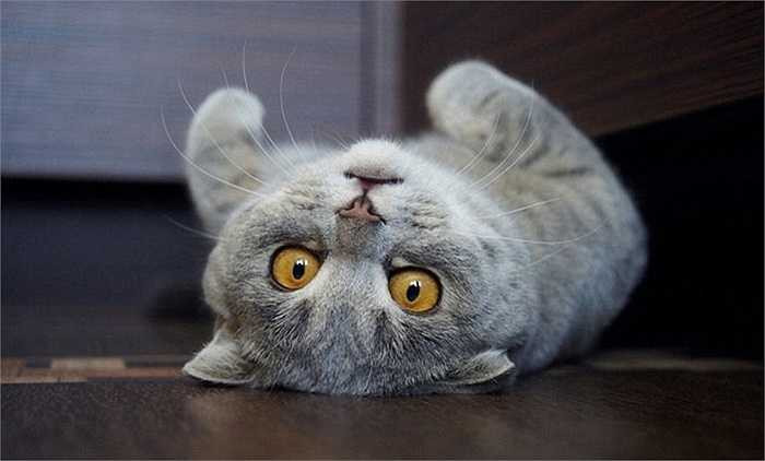 Nằm chơi đùa ở các tư thế đặc biệt