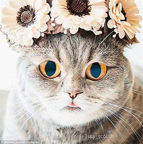 Hay đeo vòng hoa cúc rất đáng yêu