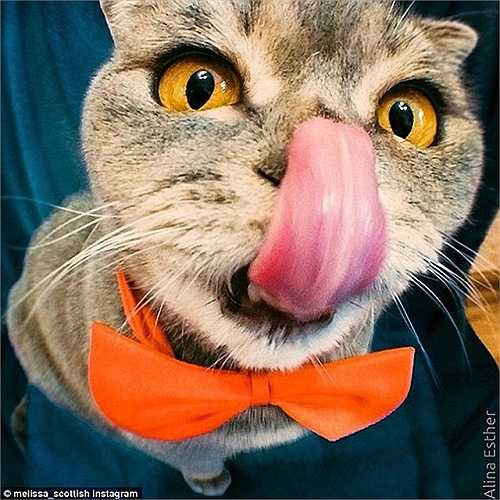 Tạo dáng với lưỡi trước ống kính