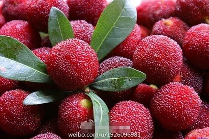 Theo những trang mạng Trung Quốc, quả thanh mai rừng được trồng phổ biến ở nhiều vùng đồi núi của nước này.