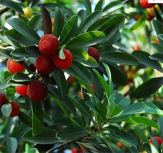 Hiện nay, quả thanh mai được bán tràn lan trên thị trường Việt Nam. Trong khi đó, Cục Bảo vệ thực vật (Bộ Nông nghiệp) cho biết, hiện chưa cho nhập khẩu loại quả này vì lý do kiểm dịch thực vật.