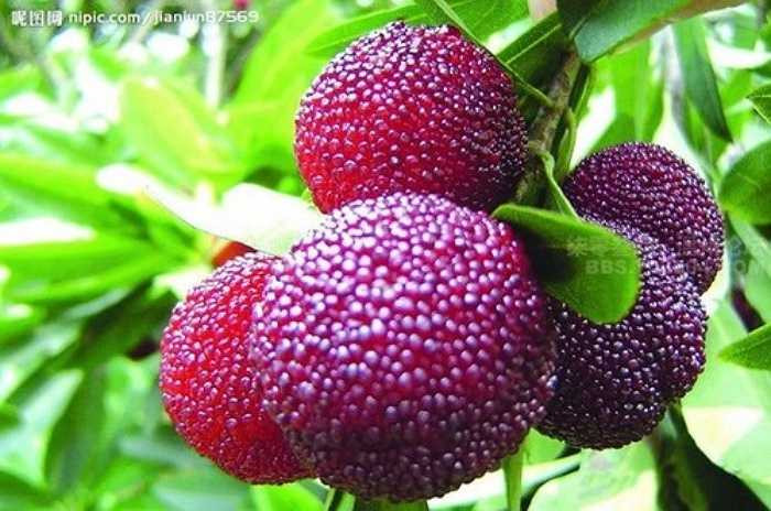 Quả thanh mai được nhiều người tiêu dùng ưa chuộng bởi vị thanh mát và hình thức bắt mắt. 