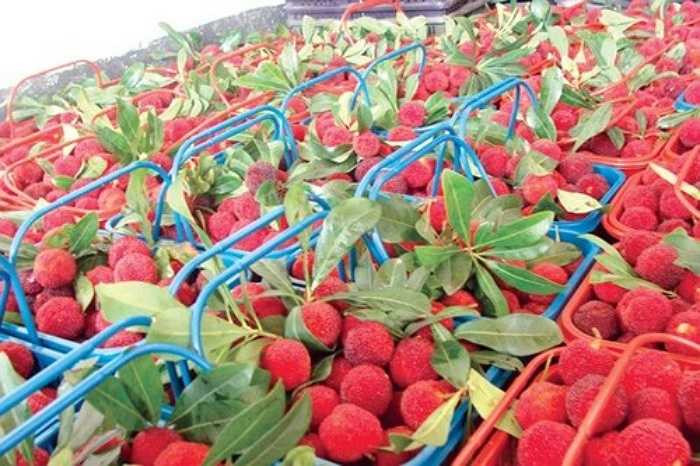 Quả thanh mai được người dân bản địa Trung Quốc gọi với nhiều cái tên khác nhau như: chu hồng, mã não, ải dương mai, sơn dương mai hay đơn giản chỉ là dương mai...