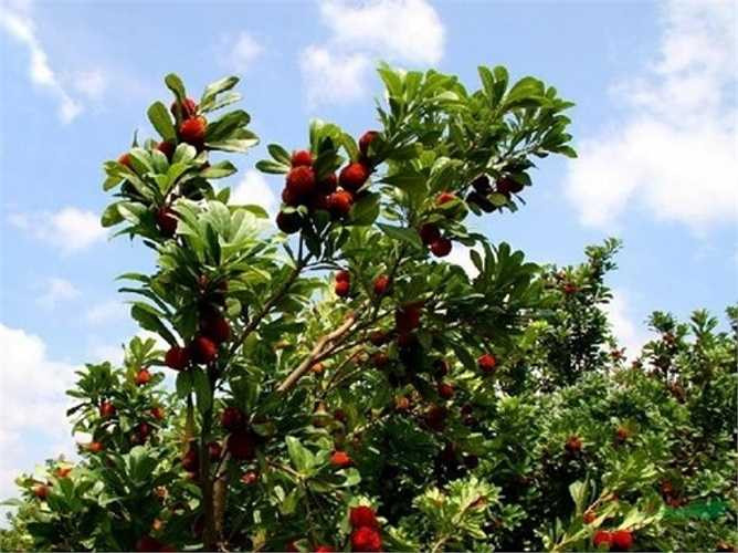 Tháng sáu chính là thời điểm quả thanh mai vào độ chín nhất.