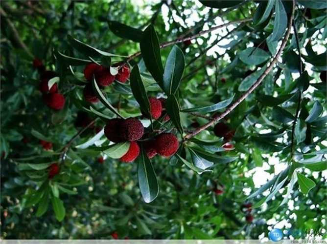 Không chỉ yêu thích thức quả này bởi vị chua ngọt dịu, giới trẻ Trung Quốc còn tin dùng quả thanh mai vì những công dụng thần kỳ của nó. 