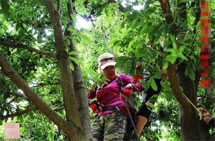 Trong đông y, thanh mai được sử dụng như một loại thuốc với tác dụng chữa kiết lị, đại tiện ra máu, ho. Ngoài ra, nó có thể loại bỏ các độc tố, chống lão hóa, hỗ trợ tiêu hóa và có tác dụng giảm cân... 