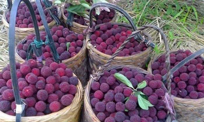 Ở Trung Quốc, loại quả này được bán với giá dao động từ 60.000 đồng - 240.000 đồng/kg tùy loại.