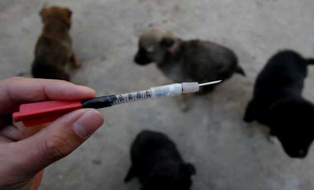 Phi tiêu độc thường được những tên trộm chó Trung Quốc sử dụng