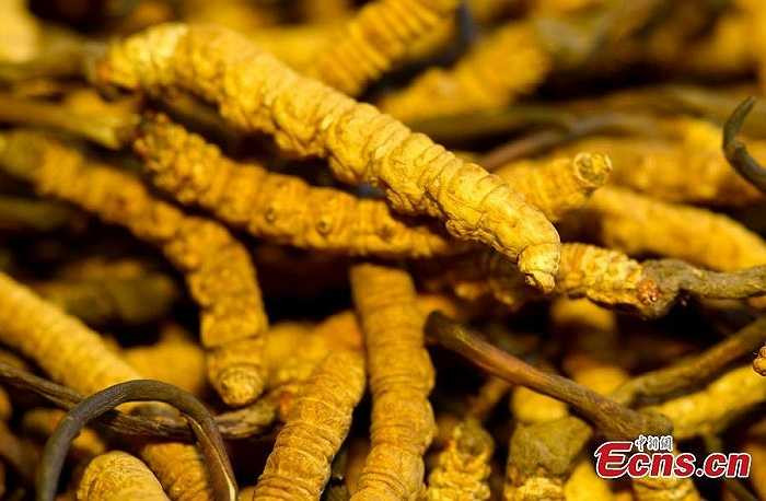 Đông trùng hạ thảo có bản chất là dạng ký sinh của một loài nấm trên cơ thể ấu trùng bước. Vào mùa đông, nấm bắt đầu ký sinh vào sâu non, hút hết chất dinh dưỡng của sâu non rồi phát triển mạnh, chiếm toàn bộ cơ thể sâu. 