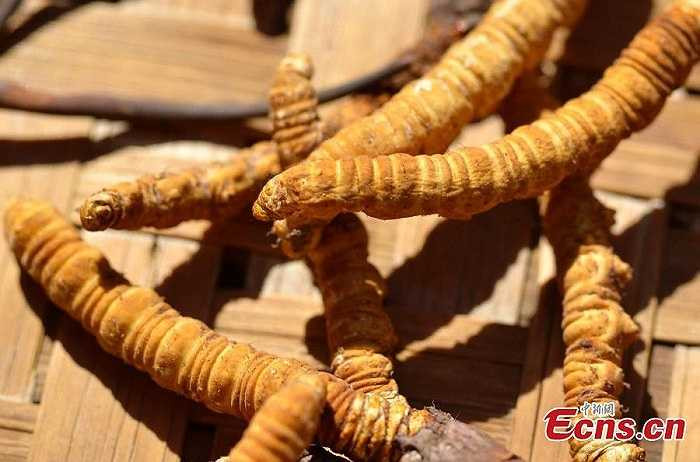 Vào mùa hè, nấm bắt đầu mọc khỏi thân sâu và vươn lên từ mặt đất, phát triển thành dạng cỏ. Đông trùng hạ thảo chủ yếu được tìm thấy ở vùng núi cao trên 4.000m thuộc cao nguyên Thanh Hải – Tây Tạng. 